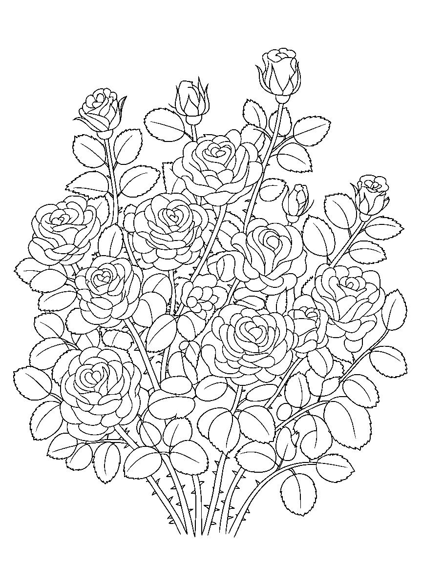 A rose bush in full bloom - a free printable flowers coloring page